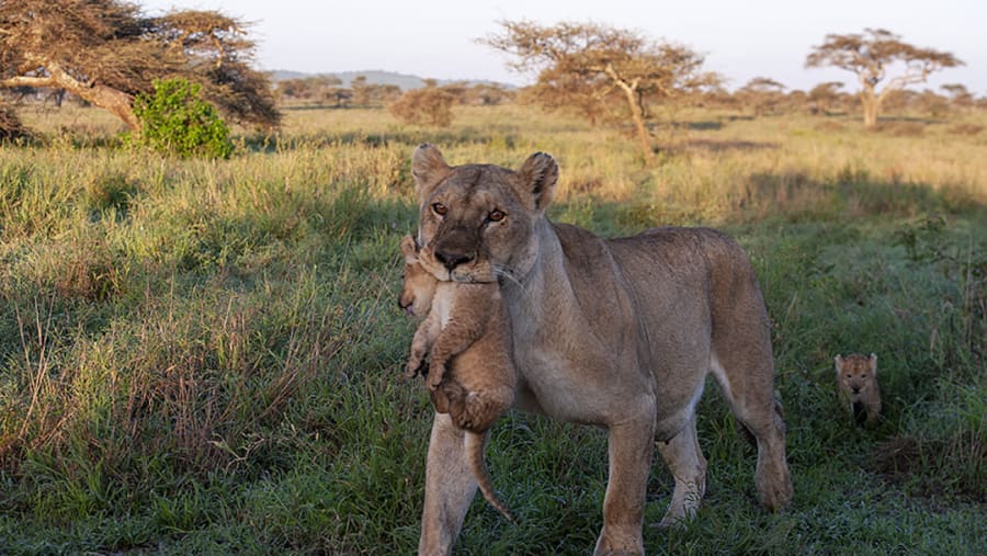 Ngorongoro Rim